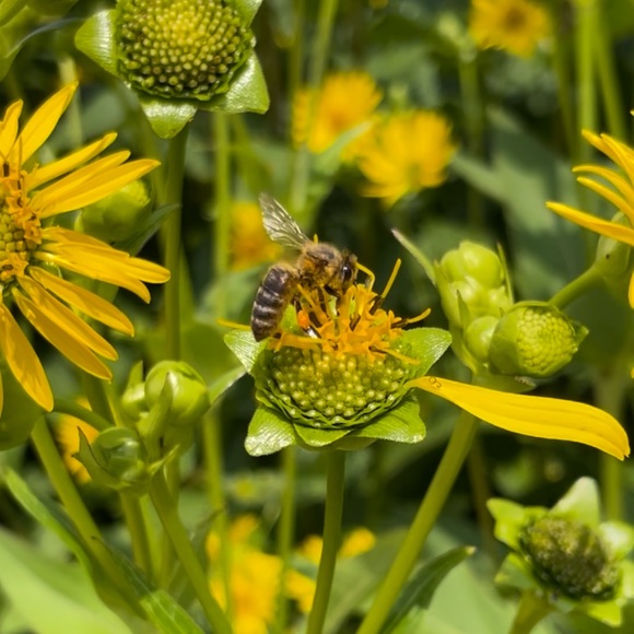 Meet your Posher, Laur - Picture 2 of 2